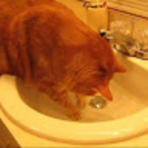 Meet your Posher, Janet